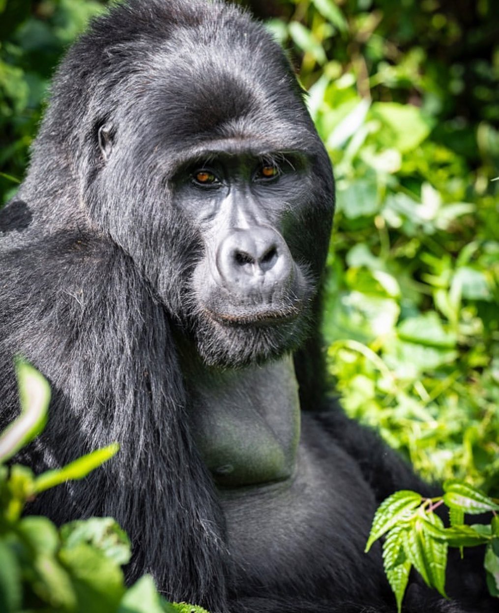 Uganda Gorilla Bookings