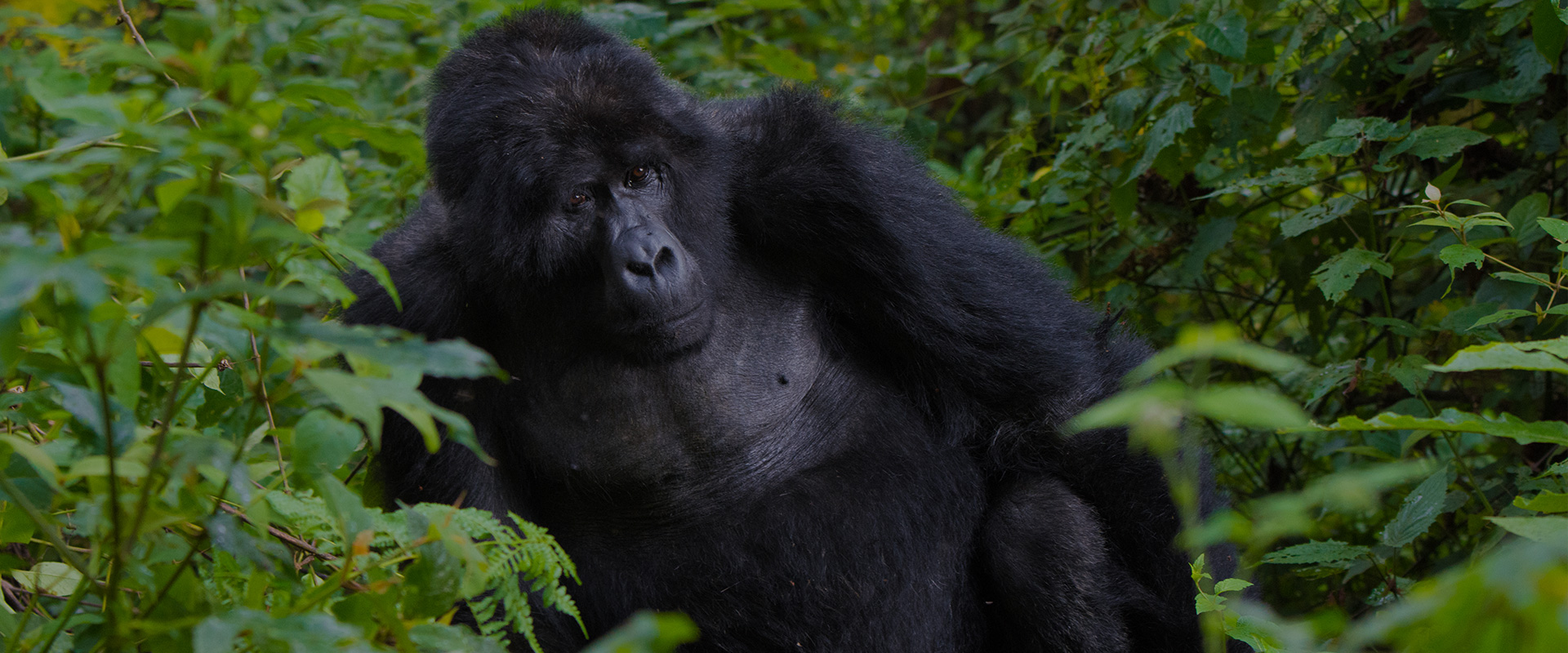 Uganda Gorilla Safaris