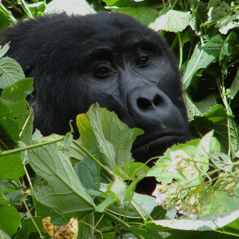 Gorilla Safari Tour