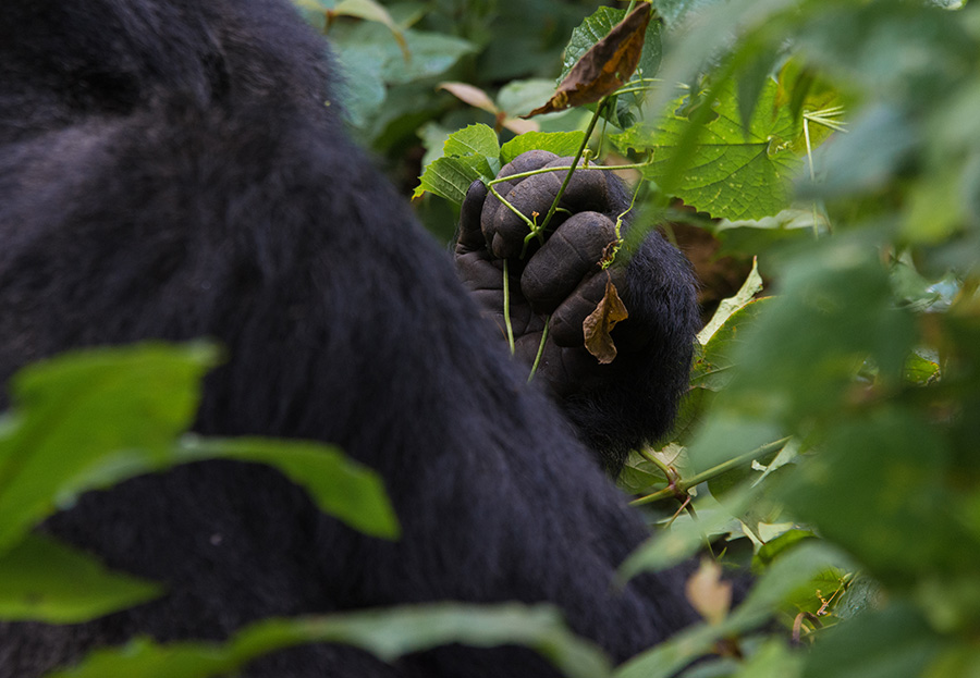 Uganda Gorilla Trekking