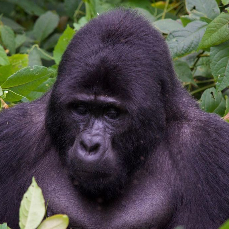 Gorilla Uganda Safari Tour