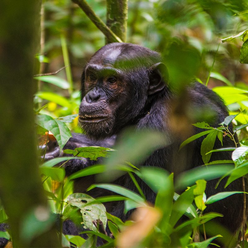 Uganda Gorilla Safari Tour