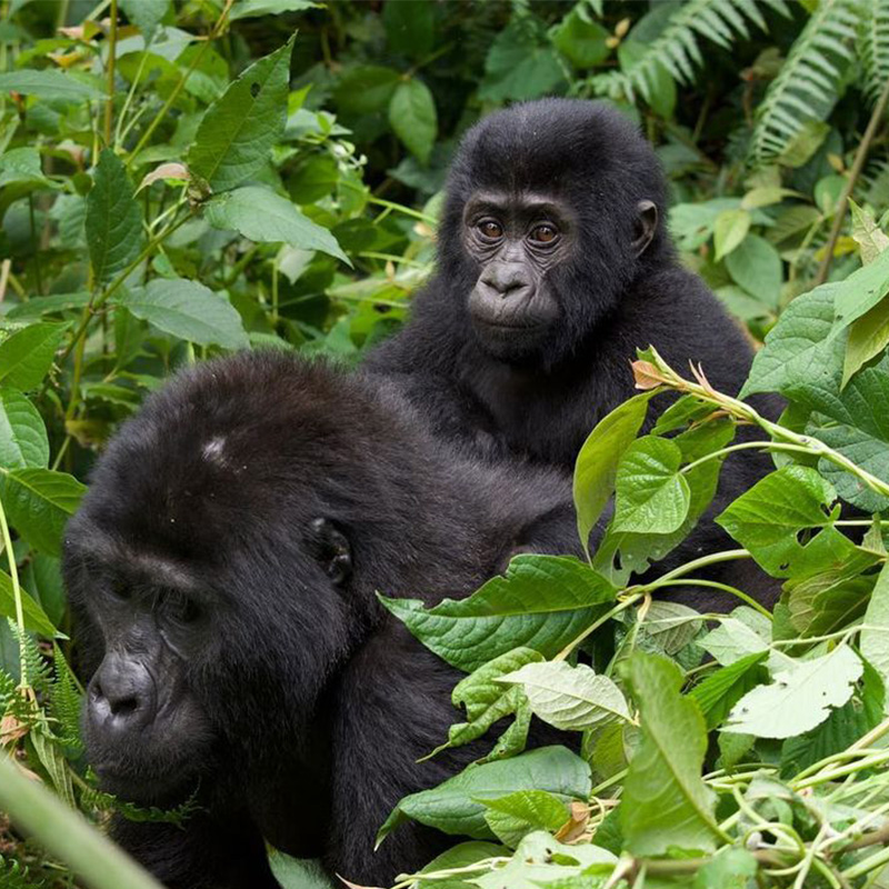 Uganda Gorilla Safari Trip