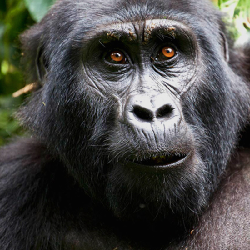 Uganda Gorilla Trekking and wildlife safaris
