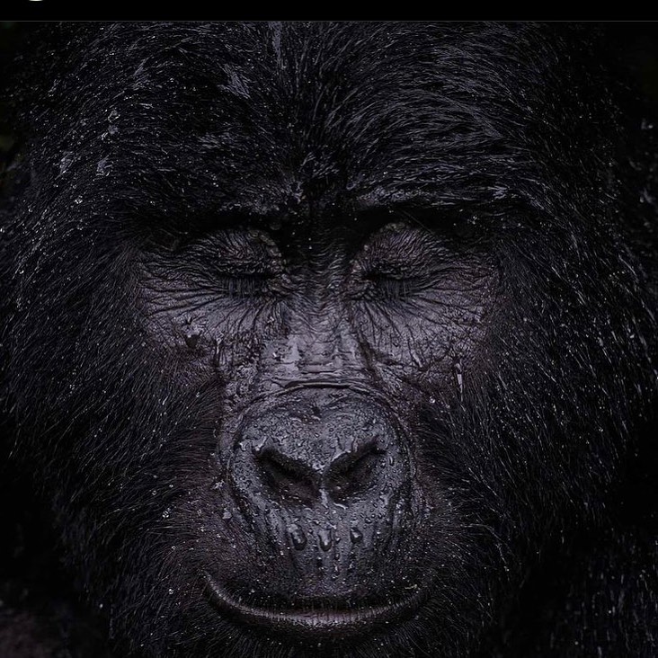 Uganda Mountain Gorilla