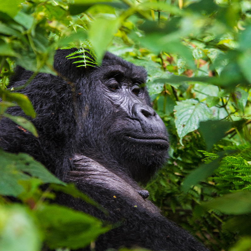 Uganda Rwanda Gorilla Safaris