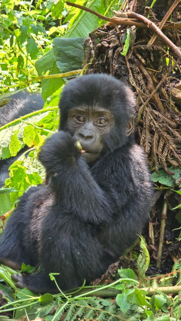 Gorilla Trekking in Uganda: The ultimate safari guide 2026