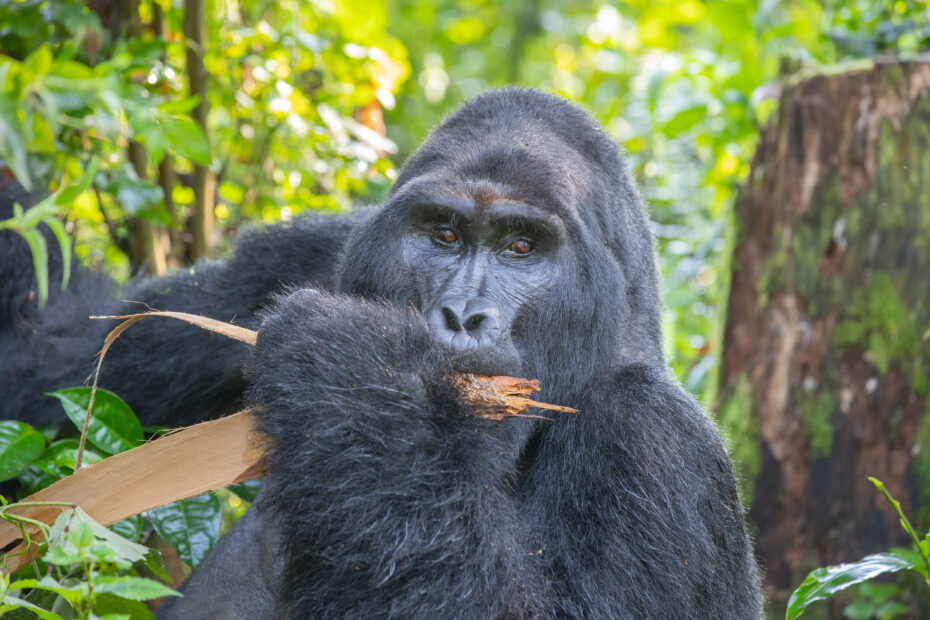 Gorilla Trekking in Uganda: The ultimate safari guide (2026)