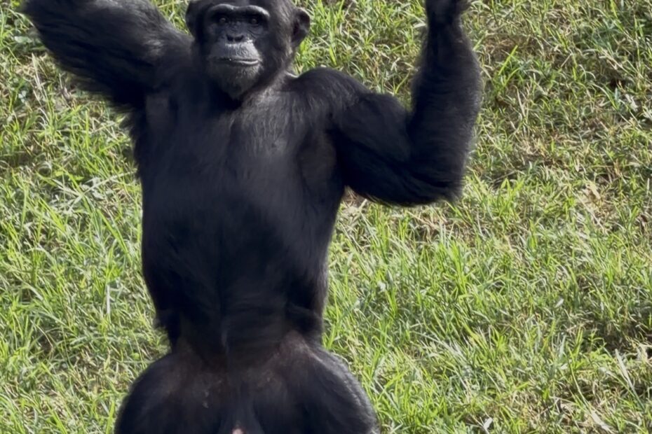 Chimpanzee Trekking Kibale Cost