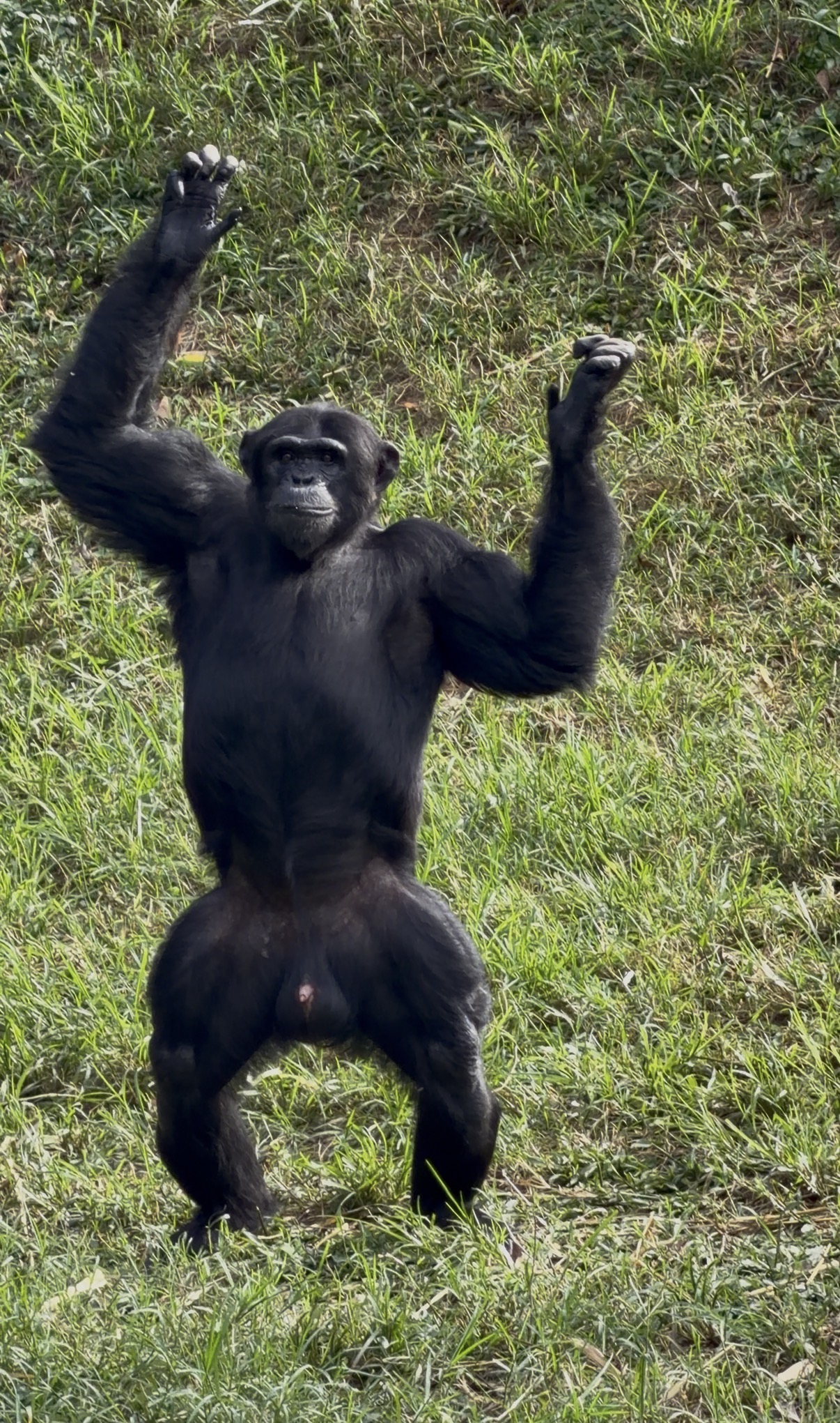 Chimpanzee Trekking Kibale Cost