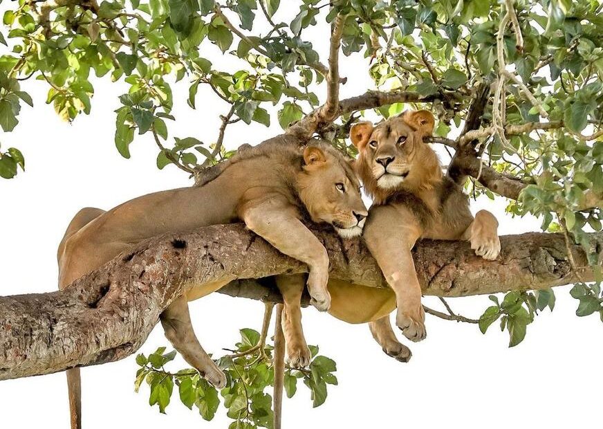 Why Do Lions Climb Trees?