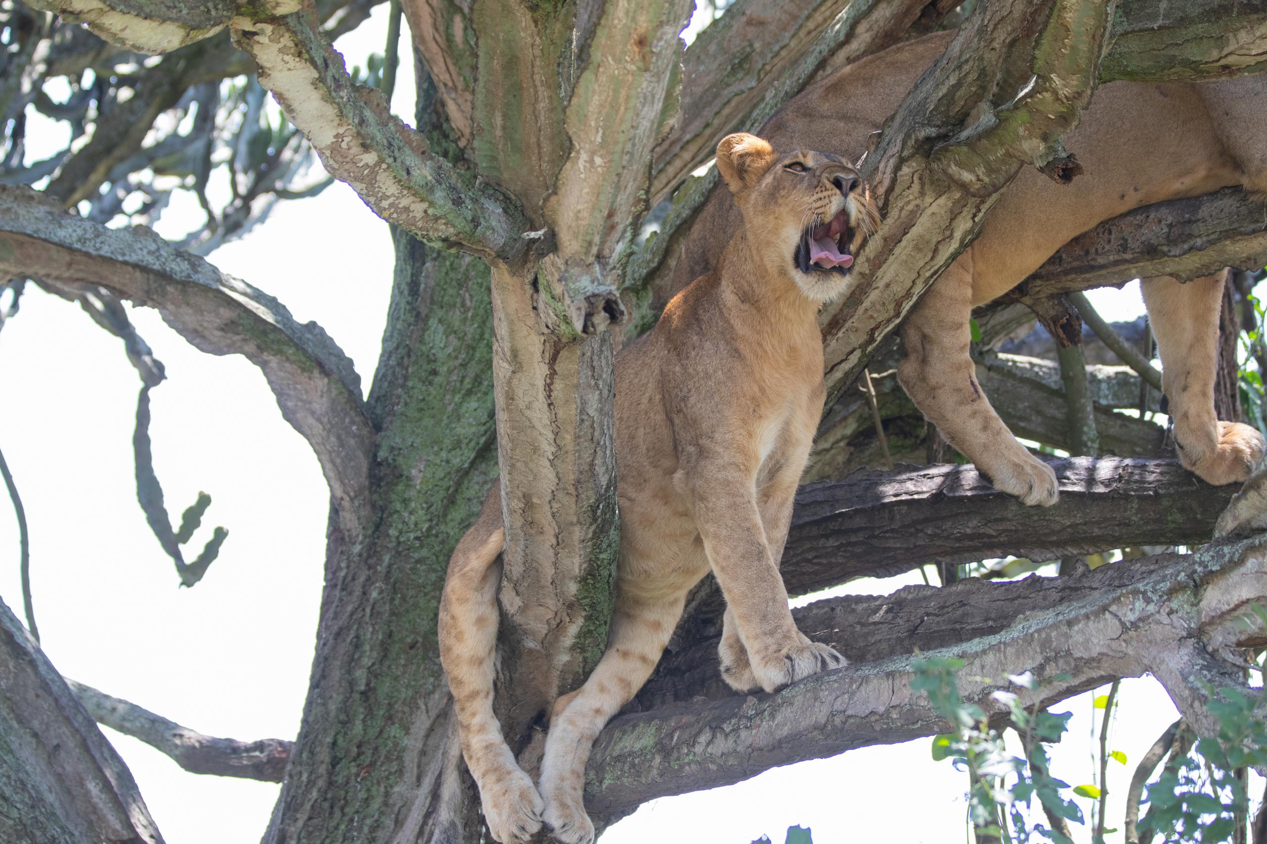 Why Do LionsClimbTrees?