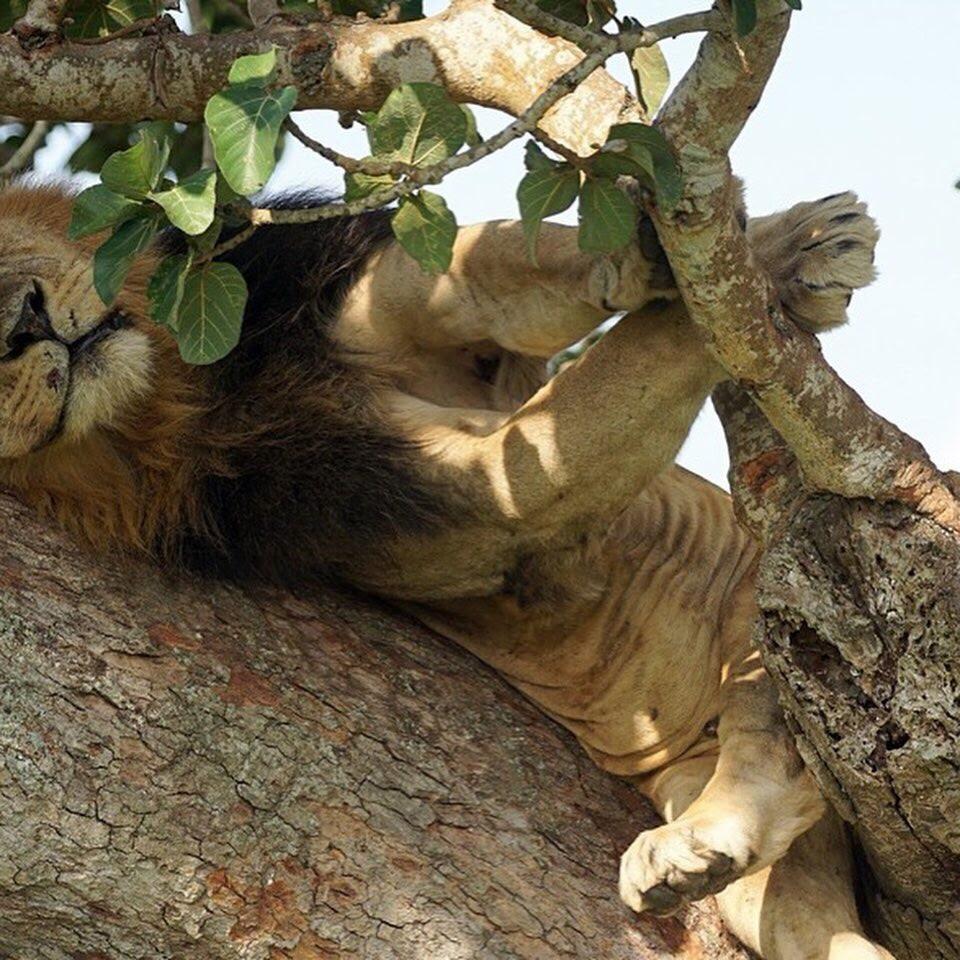 Why Do Lions Climb Trees?