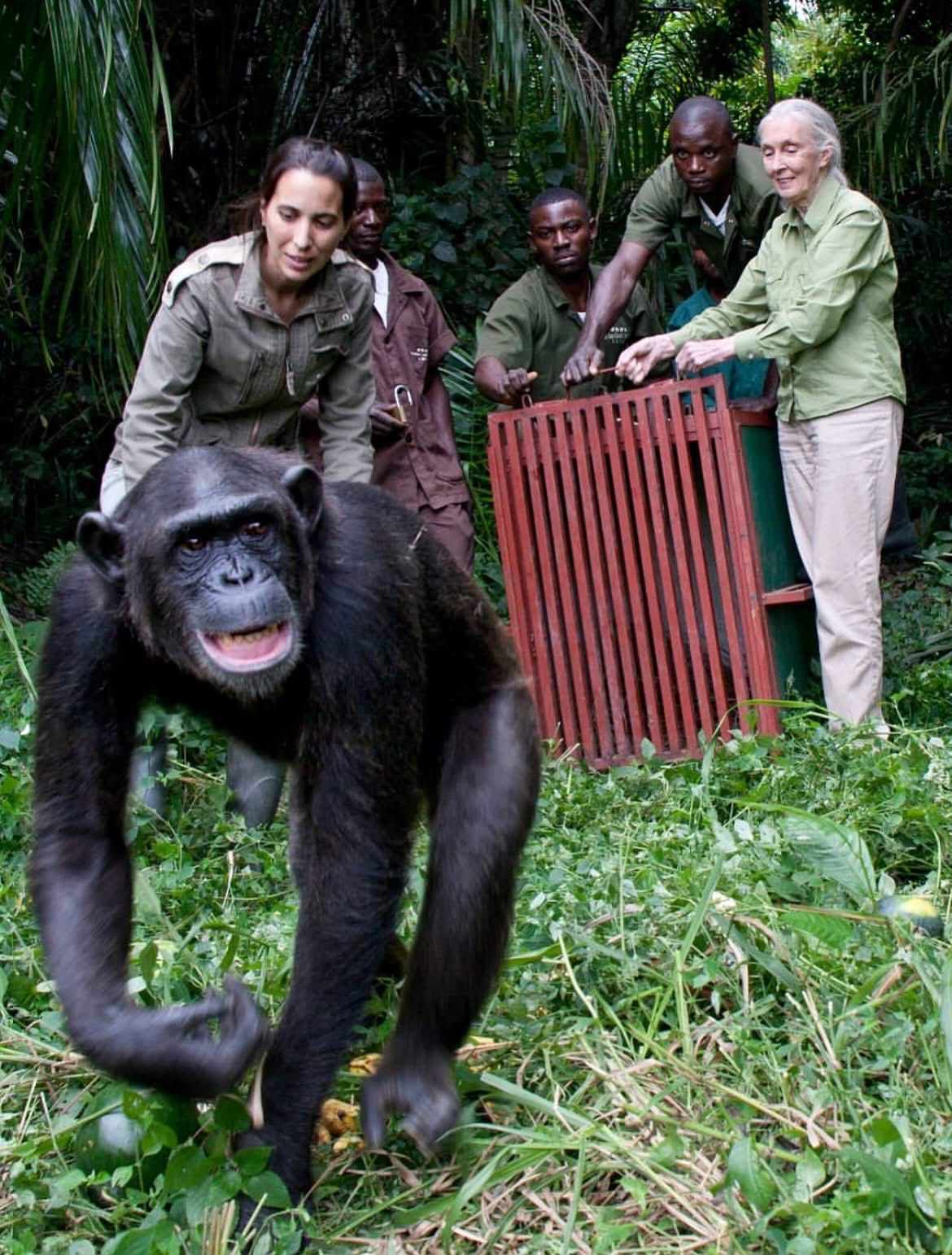 Discover how Dian Fossey and Jane Goodall's great ape research connects with gorilla trekking in Bwindi and chimpanzee trekking in Uganda.