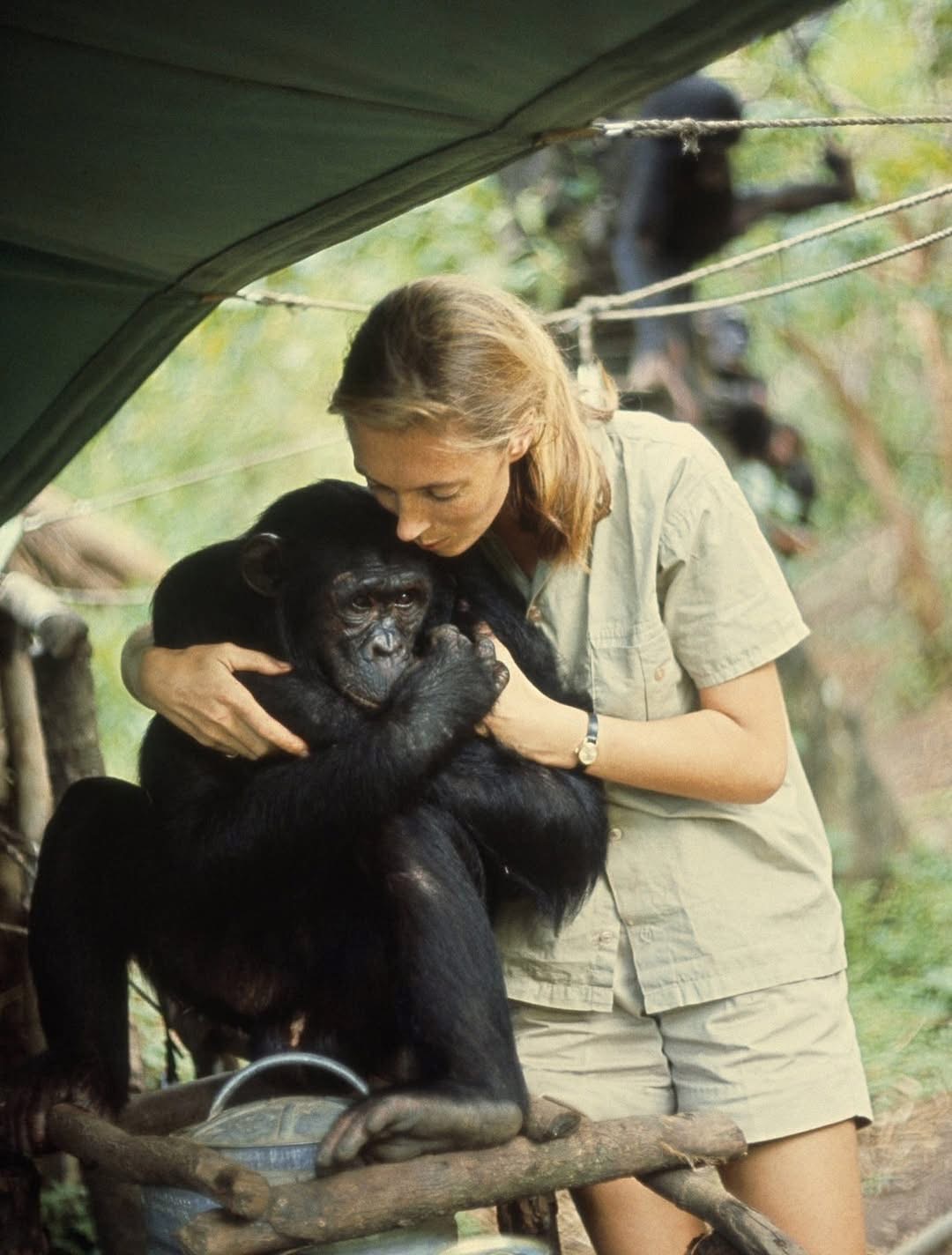Who Were the Three Trimates? Fossey, Goodall & Galdikas