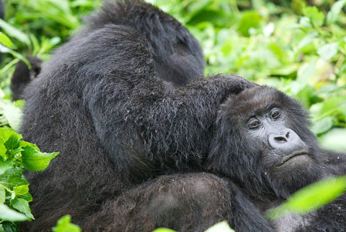 Rwanda safaris Rwanda safaris