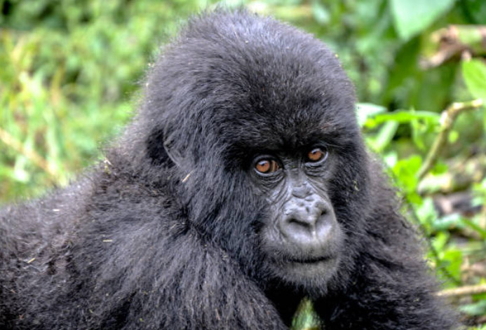 Primate safaris