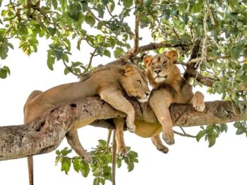 Why Do Lions Climb Trees?